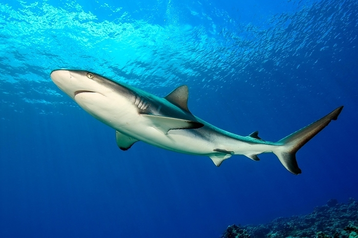 Large female grey reef shark (Carcharhinus amblyrhynchos) Shark swimming in backlight under water surface above clouds through open water blue sea, Pacific Ocean, Caroline Islands, Yap Island, Yap State, Federated States of Micronesia, Australia, Oceania, by Frank Schneider