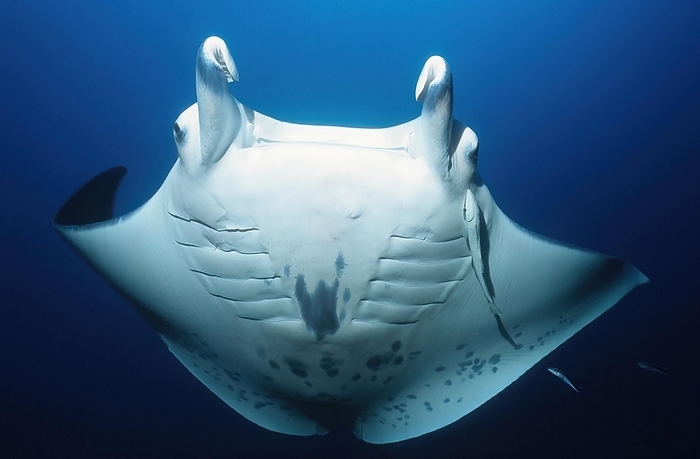 Manta ray (Manta birostris) (Syn. Mobula birostris) Manta ray swimming in front of viewer camera showing white belly white underside, Indian Ocean, Maldives, Asia, by Frank Schneider