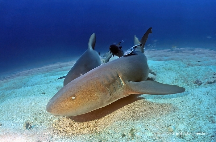 Atlantic nurse shark (Ginglymostoma cirratum) swimming fast over sandy seabed directly in front of the camera, semi-obscured in the background Caribbean reef shark (Carcharhinus perezi), Caribbean, Bahamas, Central America, by Frank Schneider