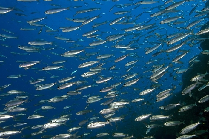 Close-up of sardine shoal Shoal of Atlantic european pilchard (Sardina pilchardus), Atlantic Ocean, Eastern Atlantic, Macaronesian Archipelago, Macaronesian Archipelago, Fuerteventura, Canary Islands, Spain, Europe, by Frank Schneider