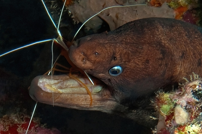 Close-up of Brown moray eel (Gymnothorax unicolor) feeding on pacific cleaner shrimp (Lysmata grabhami), Atlantic Ocean, Eastern Atlantic, Macaronesian Archipelago, Macaronesian Archipelago, Fuerteventura, Canary Islands, Canary Islands, Spain, Europe, by Frank Schneider