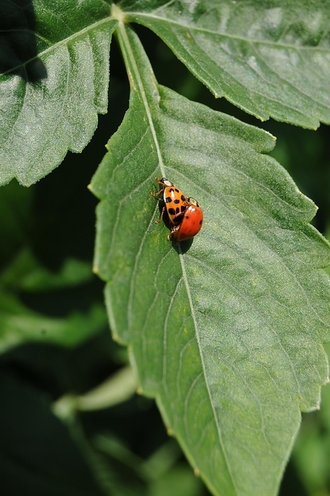 Switzerland: Two ladybirds in love on the leaf of a plant in the garden, by Gerd Michael Müller