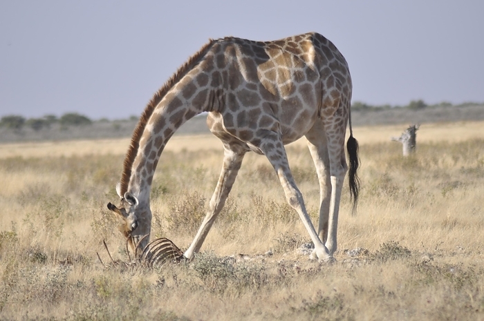 Namibia: Giraffes in Etosha National Park do not normally feed dead animals, by Gerd Michael Müller