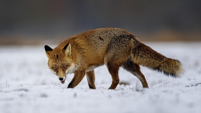 Red fox (Vulpes vulpes) hunting, winter fur, winter landscape, frost and snow, predator, Elbe river landscape, Middle Elbe Biosphere Reserve, Saxony-Anhalt, Germany, Europe, by Thomas Hinsche