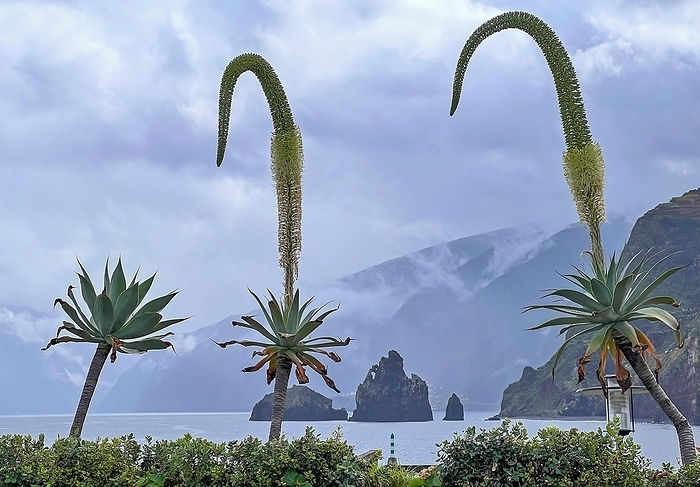Porto Moniz, north-west of Madeira Island, natural volcanic basin, view of Praia da Ribeira da Janela, hiking holiday, flowering of the agave, panoramic view, hiking trails, hikers, Madeira, Portugal, Europe, by Thomas Hinsche