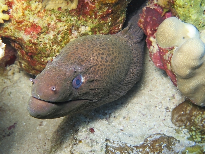 Giant Moray (Gymnothorax javanicus) moray, underwater photo, dive site Ras Ghozlani, Ras Mohammed National Park, Red Sea, Sinai, Egypt, Africa, by Schoening