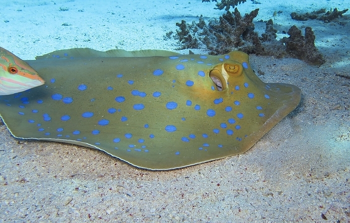 Bluespotted ribbontail ray (Taeniura lymma), underwater photo, dive site Shark and Jolanda, Ras Mohammed National Park, Red Sea, Sinai, Egypt, Africa, by Schoening