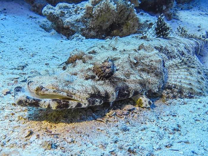 Crocodile fish (Papilloculiceps longiceps), underwater photo, dive site Lighthouse, Dahab, Gulf of Aqaba, Red Sea, Sinai, Egypt, Africa, by Schoening