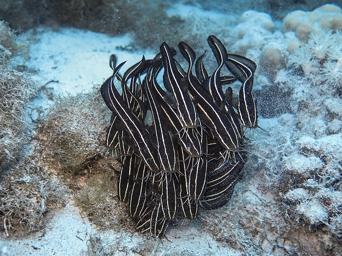 Shoal of striped eel catfish (Plotosus lineatus), underwater photo, dive site The Canyon, Dahab, Gulf of Aqaba, Red Sea, Sinai, Egypt, Africa, by Schoening