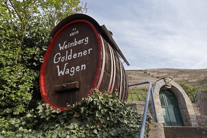 Barrel with inscription vineyard Goldener Wagen, Oberlößnitz vineyard landscape, Radebeul, Saxony, Germany, Europe, by Karl F. Schöfmann