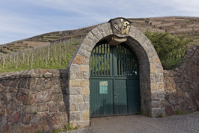 Vineyard gate to the Goldener Wagen vineyard, historic vineyard landscape Radebeul, Oberlößnitz district, Radebeul near Dresden, Saxony, Germany, Europe, by Karl F. Schöfmann