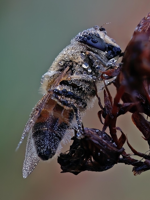 A bee covered in pollen and morning dew sits on a plant, by Karin Goldberger