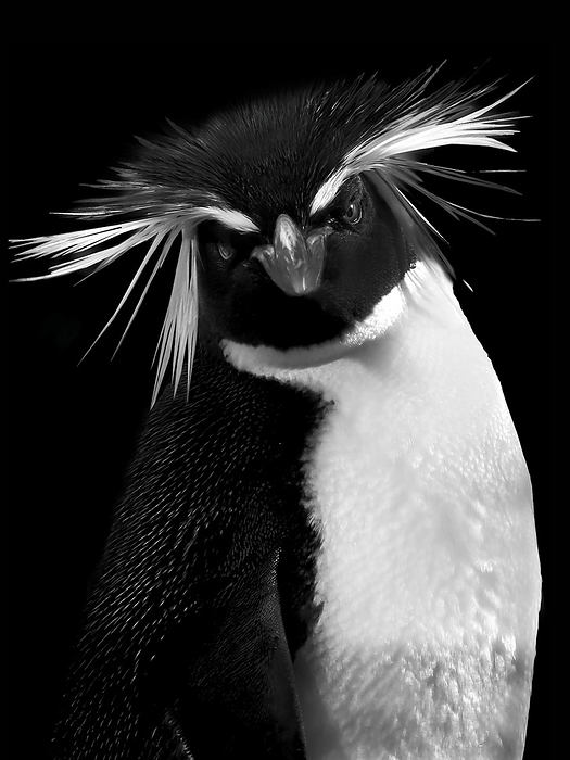 Penguin looking into the camera, close-up, black and white, portrait, by Karin Goldberger