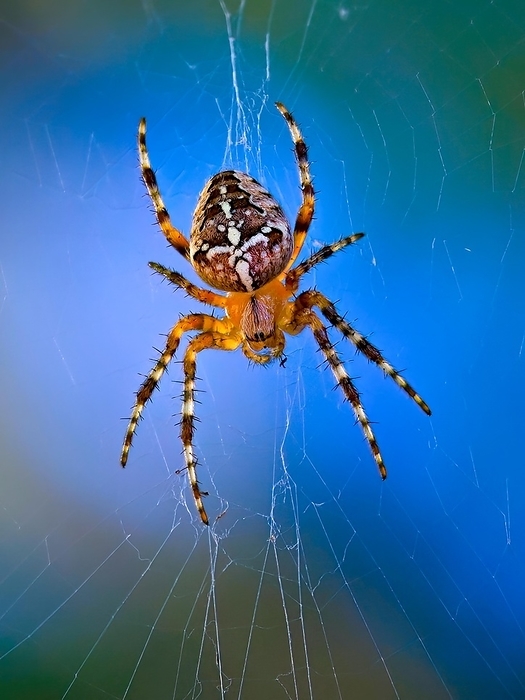 A spider in the centre of its web waits patiently for prey against a blurred blue background, by Karin Goldberger