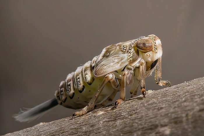 A grasshopper sits on a piece of wood, the richness of detail emphasised by macro photography, by Karin Goldberger