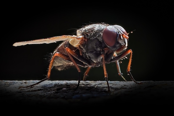 Fly (Brachycera), close-up, macro photography, backlight, habitat, macro, macro view, macro shot macro image, macro photo, by Karin Goldberger