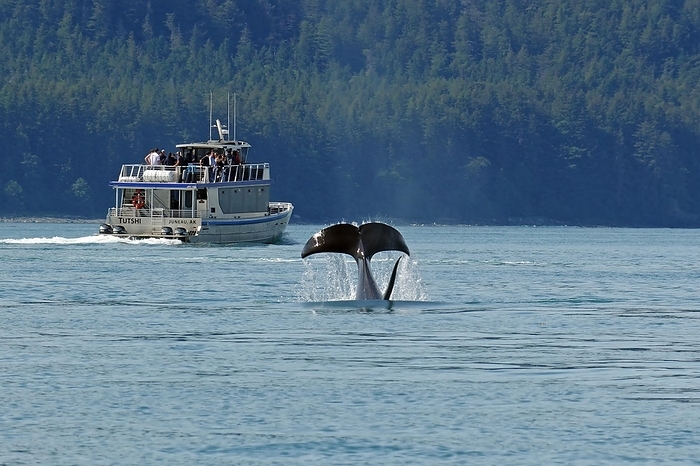 Diving fluke of a humpback whale in front of a tourist boat, whale watching, Inside Passsage, Juneau, Alaska, by Reinhard Pantke