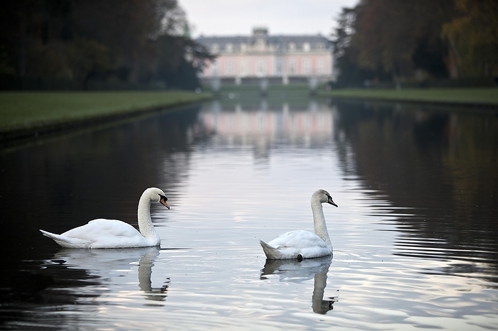 Two swans on the mirror pond in front of Benrath Palace, Düsseldorf, North Rhine-Westphalia, Germany, Europe, by Stefan Ziese