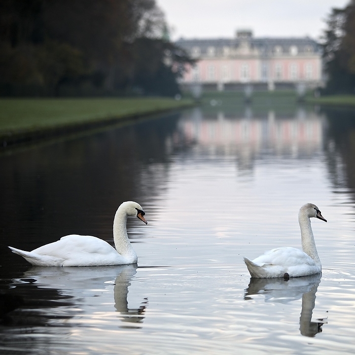 Two swans on the mirror pond in front of Benrath Palace, Düsseldorf, North Rhine-Westphalia, Germany, Europe, by Stefan Ziese