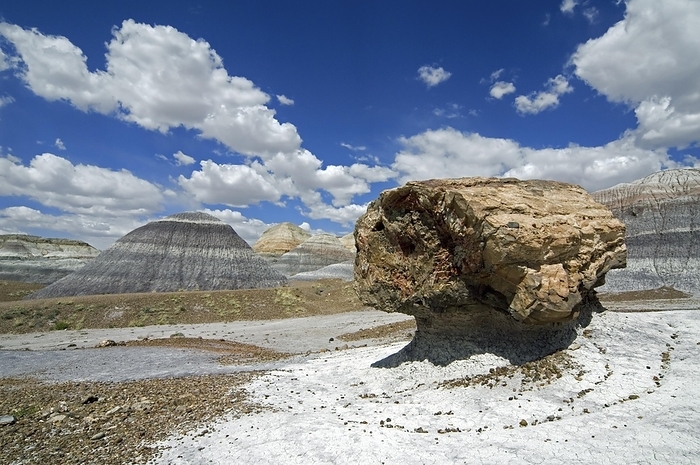 Petrified pedestal log along the Blue Mesa trail in the Painted Desert and Petrified Forest National Park, Arizona, USA, North America, by alimdi / Arterra