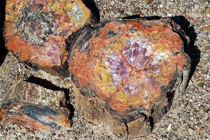 Cross-section of petrified wood showing colourful crystal patterns, Painted Desert and Petrified Forest National Park, Arizona, USA, North America, by alimdi / Arterra