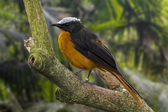 Snowy-crowned robin-chat (Cossypha niveicapilla), snowy-headed robin-chat perched in tree, native to tropical forests in Africa, by alimdi / Arterra / Philippe Clément