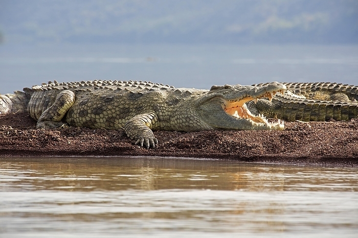 Nile crocodiles (Crocodylus niloticus) at Lake Chamo, Chamo Hayk in Southern Nations, Nationalities and Peoples' Region of southern Ethiopia, by alimdi / Arterra / Marica van der Meer