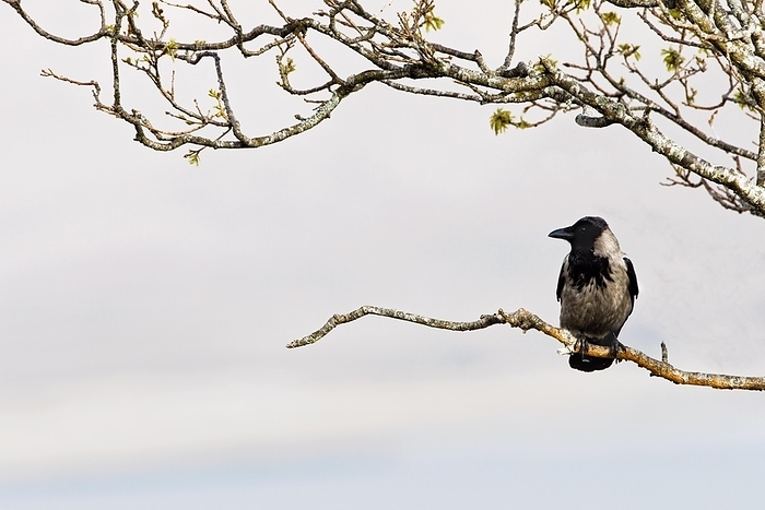 Hooded Crow (Corvus cornix) perched in tree, Scotland, UK, by alimdi / Arterra / Loulou Beavers