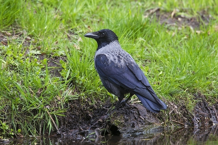 Hooded crow (Corvus cornix), hoodie foraging on bank along stream, pond, by alimdi / Arterra / Sven-Erik Arndt