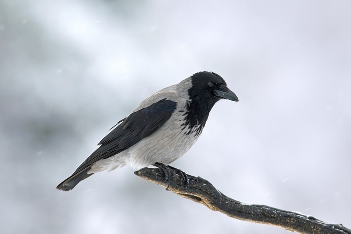 Hooded crow (Corvus cornix), hoodie perched on branch in winter during snowfall, by alimdi / Arterra / Sven-Erik Arndt