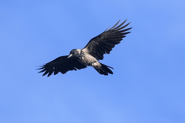 Hooded crow (Corvus cornix), hoodie in flight against blue sky, by alimdi / Arterra / Sven-Erik Arndt