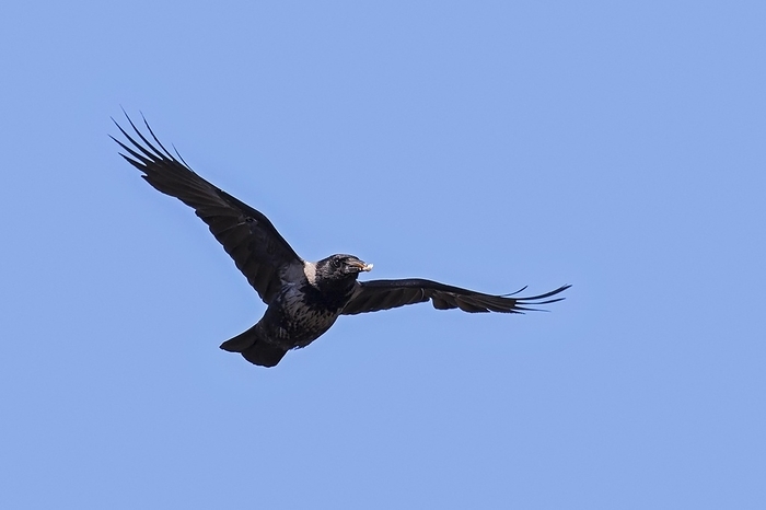 Hooded crow (Corvus cornix), hoodie flying with food in beak against blue sky, by alimdi / Arterra / Sven-Erik Arndt
