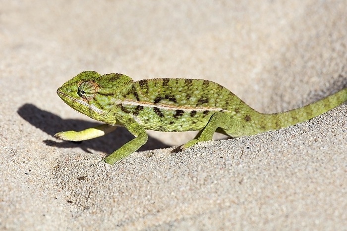 Carpet chameleon (Furcifer lateralis), white-lined chameleon walking in the sand, Anakao, Anokao, Atsimo-Andrefana, Madagascar, Southeast Africa, Africa, by alimdi / Arterra / Marica van der Meer
