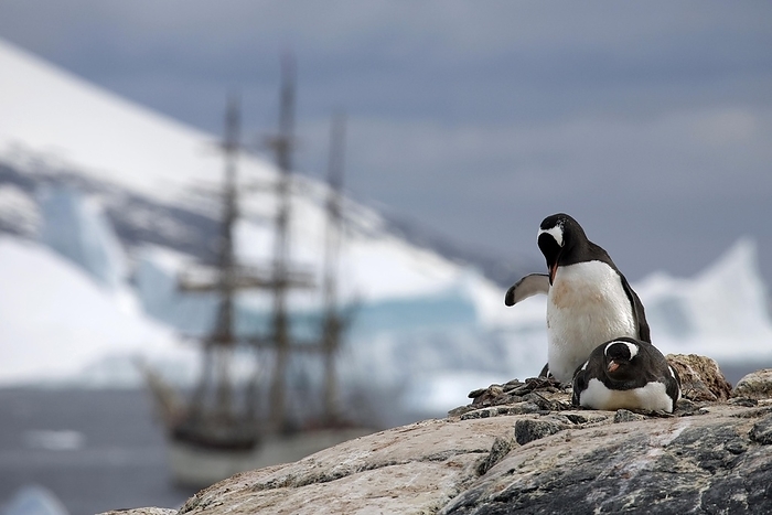 Gentoo Penguins (Pygoscelis papua) and the tallship Europa, a three-masted barque, at Port Charcot, Wilhelm Archipel, Antarctica, by alimdi / Arterra / Marica van der Meer