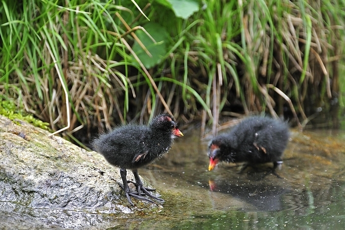 Two common moorhen (Gallinula chloropus), common gallinule chicks waiting to be fed at lake shore, by alimdi / Arterra / Philippe Clément