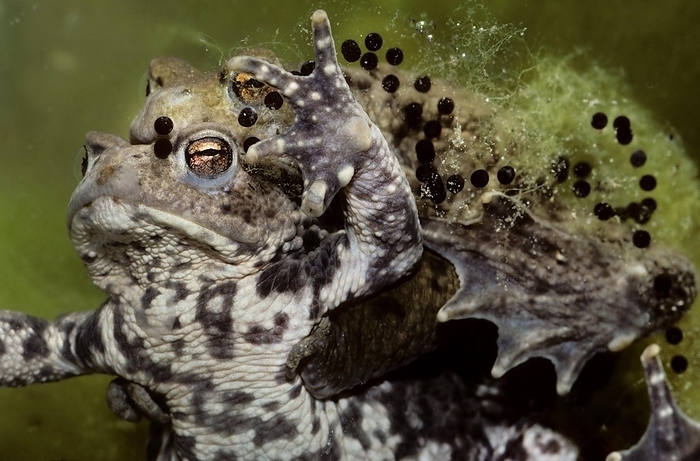 Couple of Common toads, European toads (Bufo bufo) mating and string of toadspawn, by alimdi / Arterra / Johan De Meester
