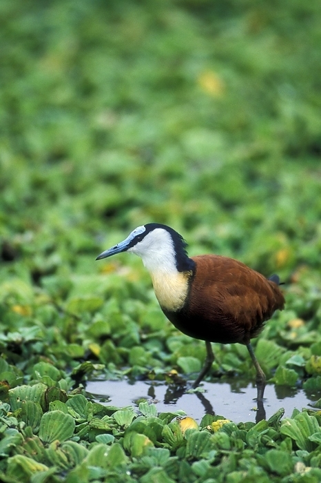 African jacana (Actophilornis africana) walking on water plants, Kruger National Park, South Africa, Africa, by alimdi / Arterra / Philippe Clément