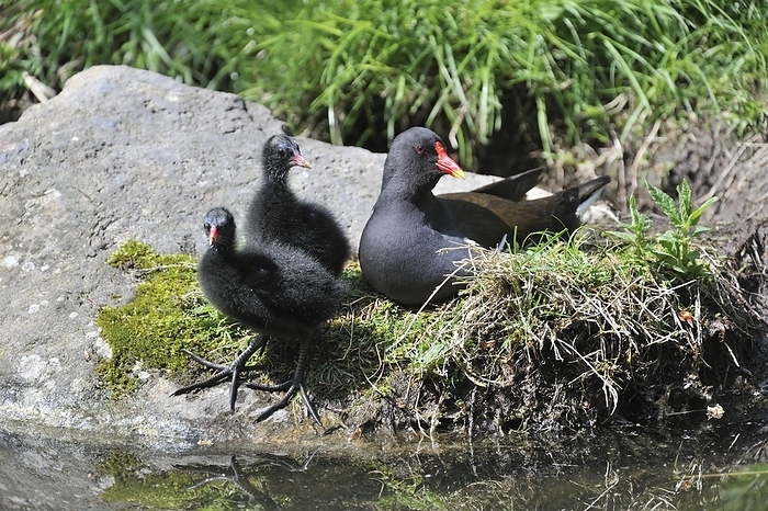 Common Moorhen (Gallinula chloropus), Common Gallinule with chicks resting on bank, Germany, Europe, by alimdi / Arterra / Philippe Clément