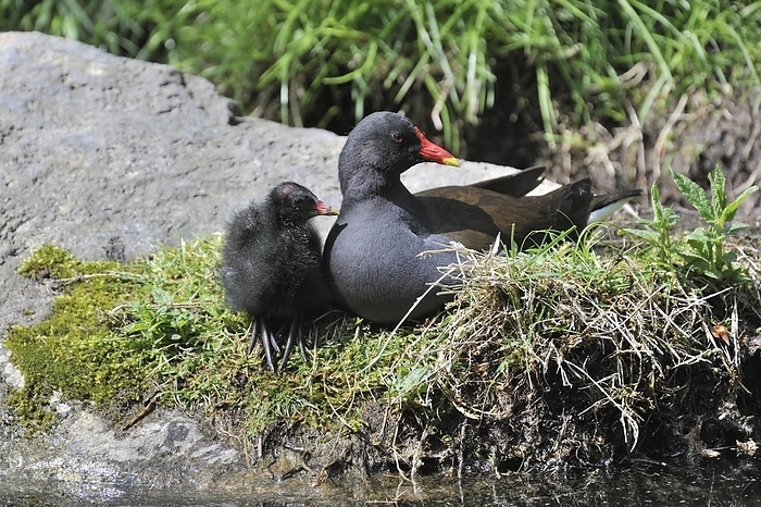 Common Moorhen (Gallinula chloropus), Common Gallinule with chick resting on bank, Germany, Europe, by alimdi / Arterra / Philippe Clément