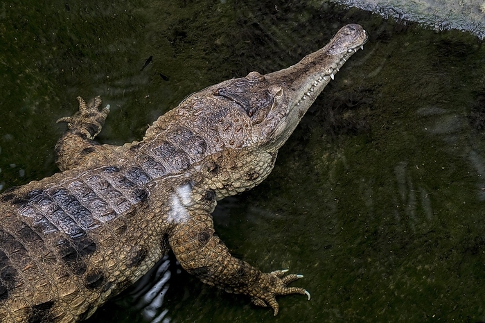 West African slender-snouted crocodile (Mecistops cataphractus) waiting in ambush for prey in water near lake bank native to West Africa, by alimdi / Arterra / Philippe Clément