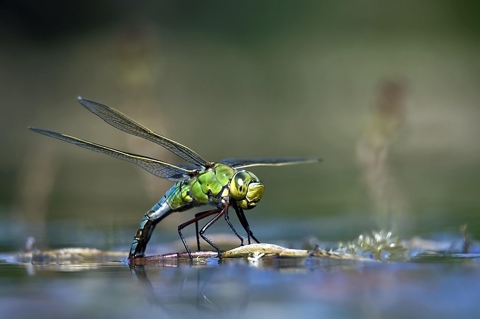 Female Emperor Dragonfly (Anax imperator), Blue Emperor laying eggs in water of pond, by alimdi / Arterra / Alain Buyck