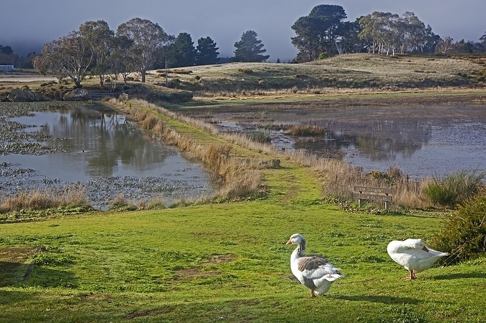 Geese in wildlife sanctuary in Oatlands, Tasmania, Australia, Oceania, by alimdi / Arterra / Marica van der Meer
