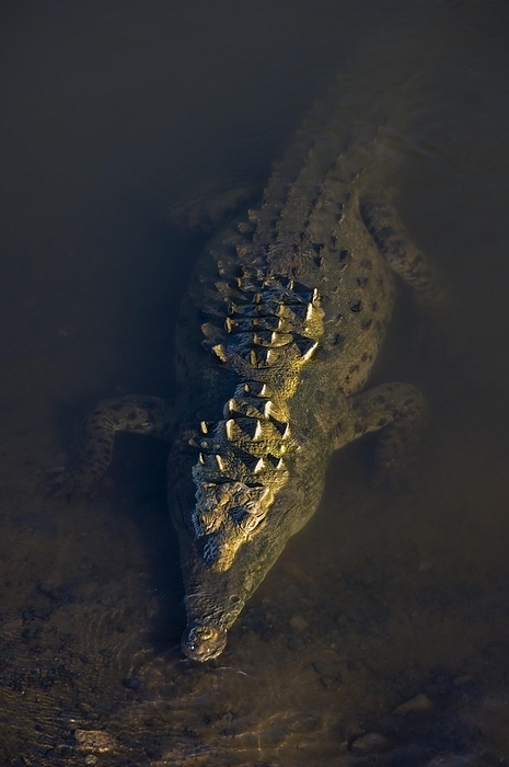 American crocodile (Crocodylus acutus) resting underwater in river, by alimdi / Arterra / Philippe Clément