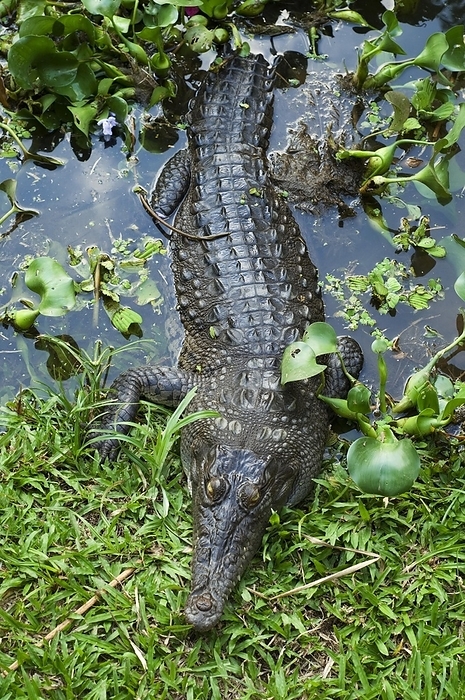 American crocodile (Crocodylus acutus) resting on riverbank, by alimdi / Arterra / Philippe Clément