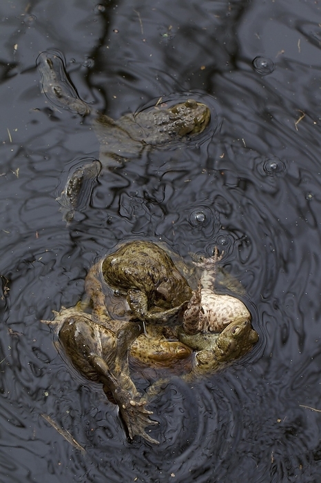 Common toad, European toads (Bufo bufo) in a mating ball (multiple amplexus) in breeding pond in spring, by alimdi / Arterra / Sven-Erik Arndt