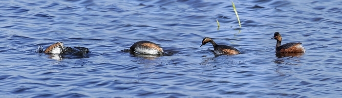 Black-necked grebe (Podiceps nigricollis), eared grebe in breeding plumage in spring. Diving sequence, by alimdi / Arterra / Philippe Clément