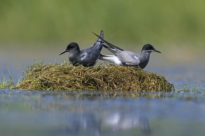 Black tern (Chlidonias niger) couple in breeding plumage on nest in pond, by alimdi / Arterra / Sven-Erik Arndt
