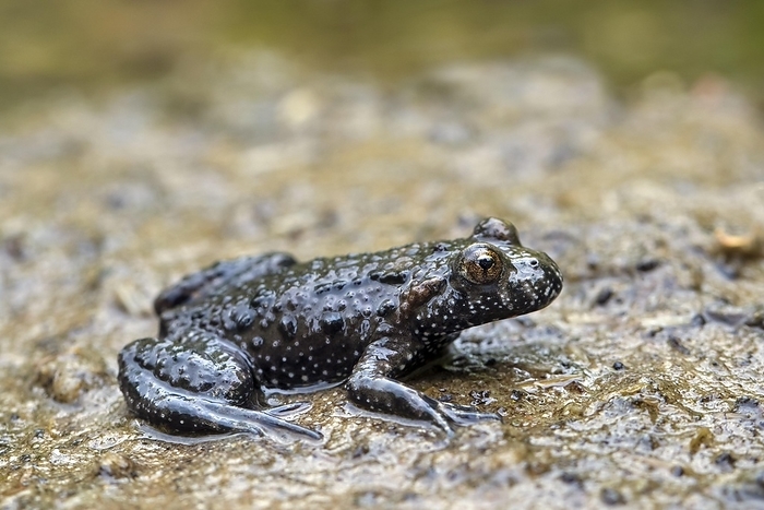 European fire-bellied toad (Bombina bombina) native to mainland Europe, by alimdi / Arterra / Sven-Erik Arndt