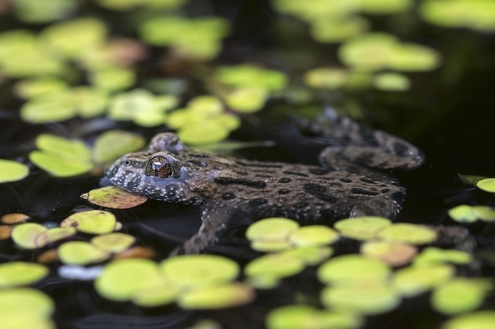 European fire-bellied toad (Bombina bombina) floating in pond, native to mainland Europe, by alimdi / Arterra / Sven-Erik Arndt