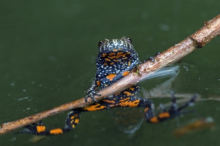 European fire-bellied toad (Bombina bombina) in pond, native to mainland Europe, showing orange spots on underside, by alimdi / Arterra / Sven-Erik Arndt